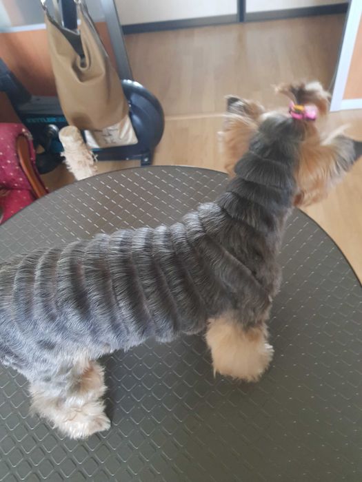 Перукар для собак