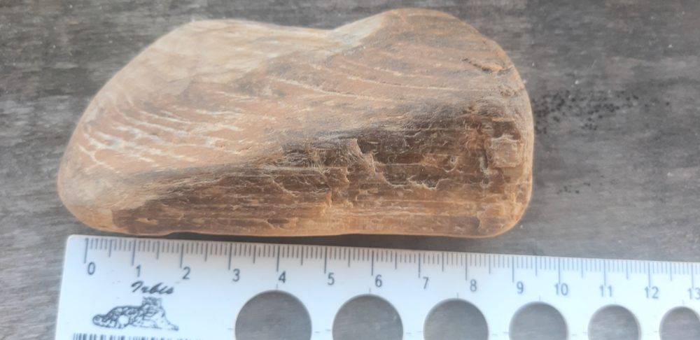 Скам'янілий кусок дерева.