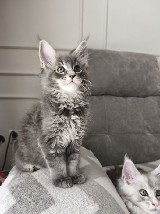 Axel Maine coon niebieski