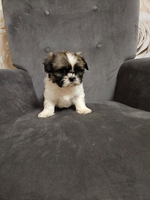 Shih-tzu szczeniak