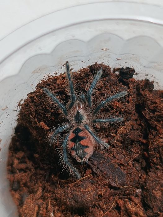 Pamphobeteus sp. Machala L2