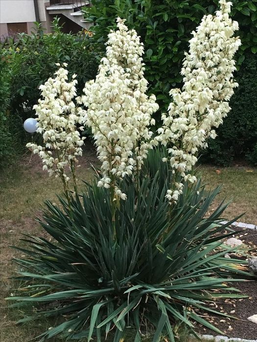 Юкка нитчатая(Yucca filamentosa)