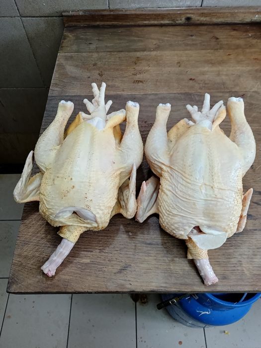 sprzedam brojlery z własnej przydomowej chodowli