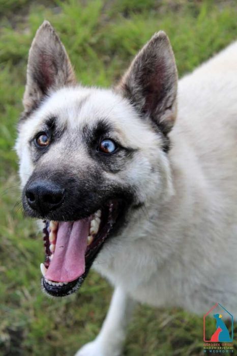 Piękny pies - wierny przyjaciel - do adopcji