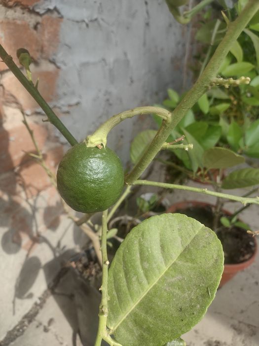 Продам лимон київський