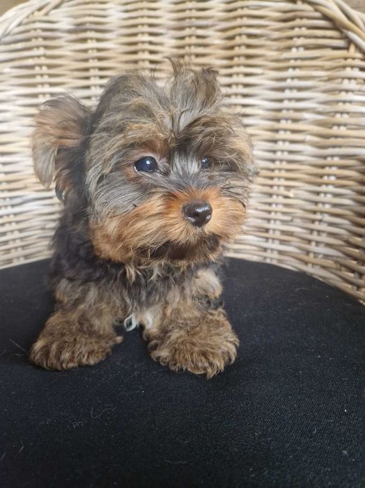 Yorkshire Terrier Piesek