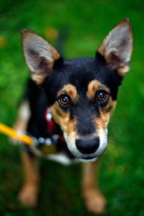 Uśmiechnięty Bobi szuka domu.