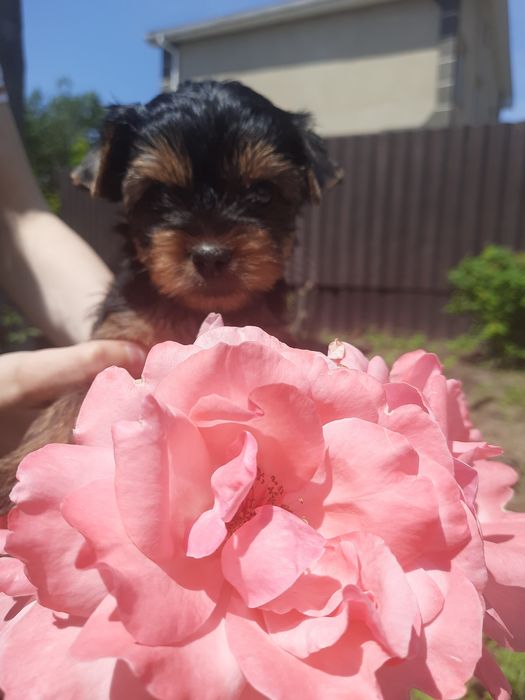 Милые девчата йорка