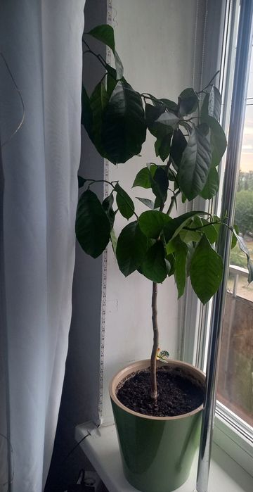 Лимонное дерево (Citrus limon) взрослое, больше 7 лет .Для плодов нужно привить.Кого заинтересовало  объявление пишите в ОЛХ., на звонки не отвечаю
