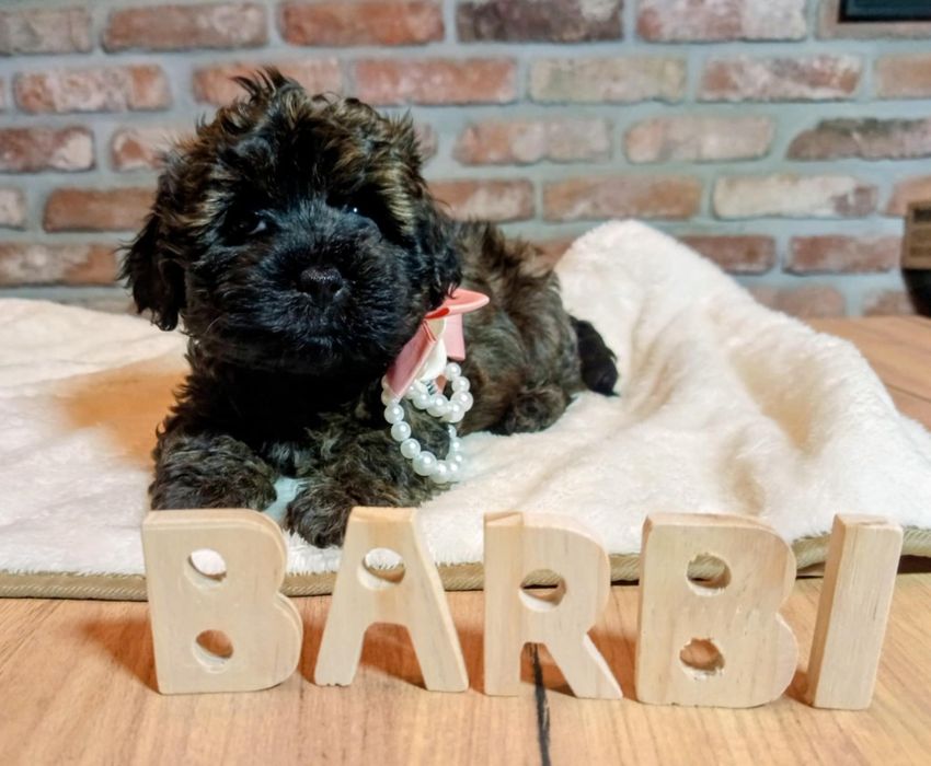 Maltipoo-Havapoo f1 sunia o imieniu Barbi tricolor