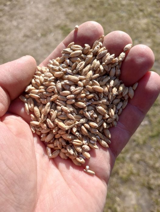 Pszenżyto grube ziarno