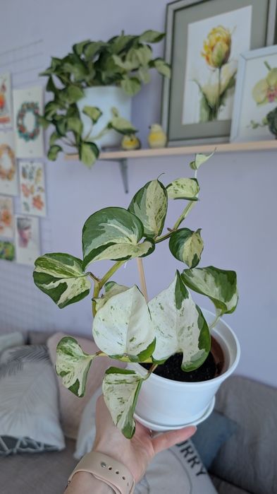 50 см ліана Сортовий Епіпремнум хеппі ліф happy Leaf