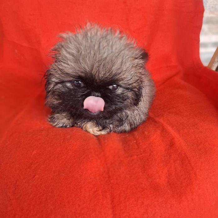 Pekińczyk  rodowód + wyprawka