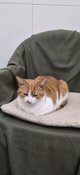 Милый Рыжбанчик девочка, бесплатно