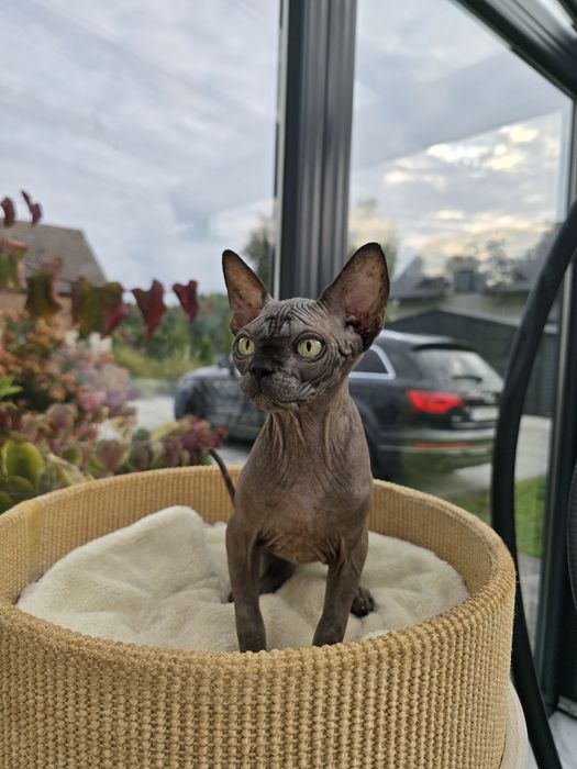 Kocurek sfinks, legalna hodowla WCF