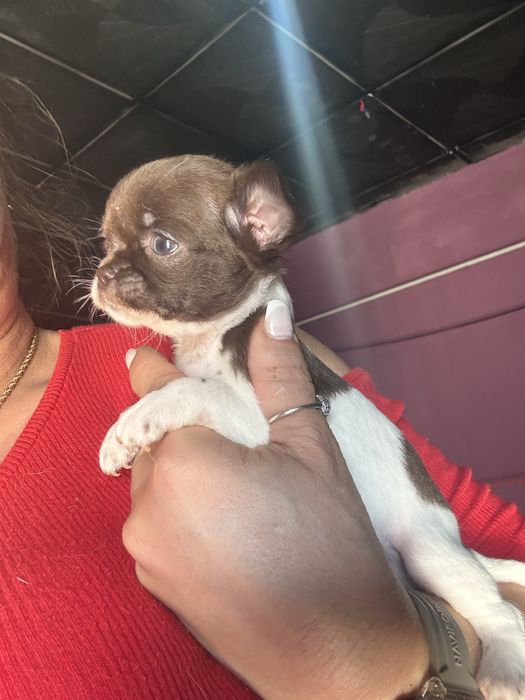 Menina  Chihuahua  lindissima “ de bolso.