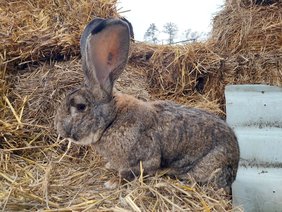 Sprzedam samca Belgijski Olbrzym Szary