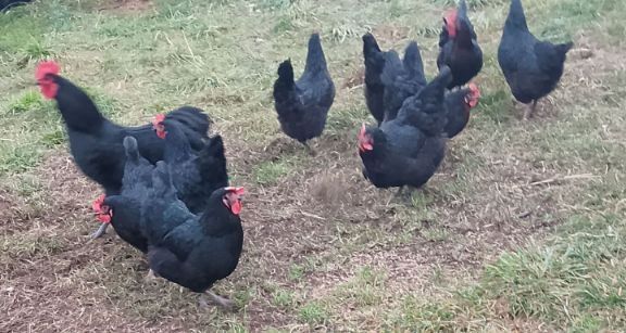 Jajka jaja lęgowe nioski kury ozdobne mix australop zielononóżka ayam