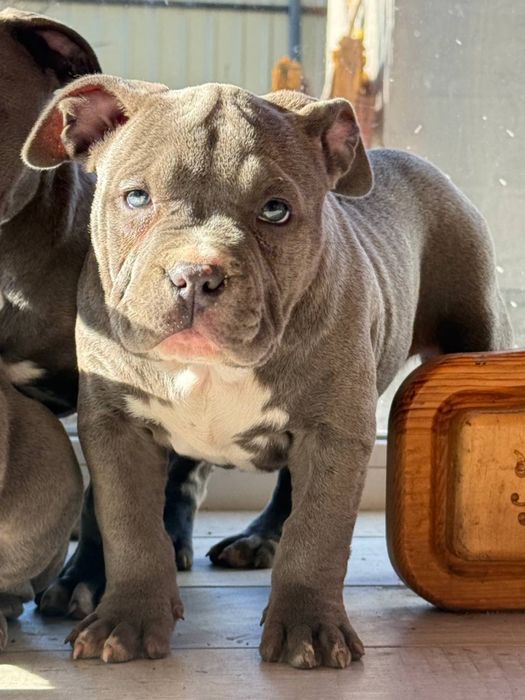 Американський буллі стандарт