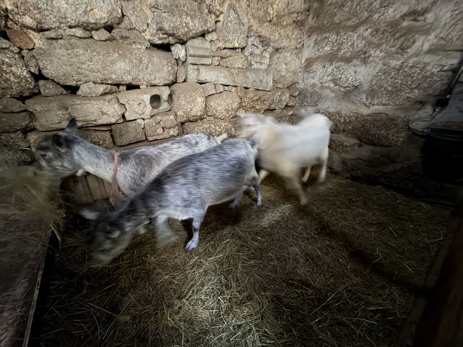 Cabras nao sao anas mas tambem nao sao grandes