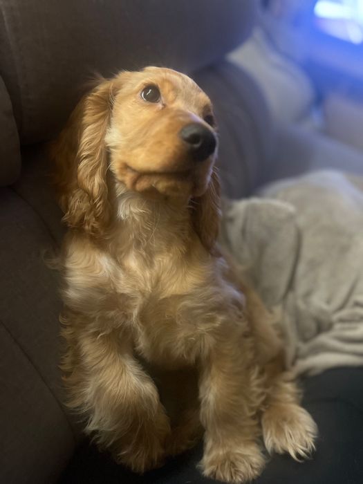 Cocker spaniel angielski