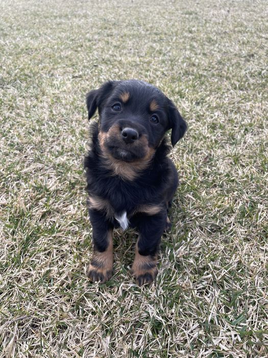 Szczeniaki malego wzrostu