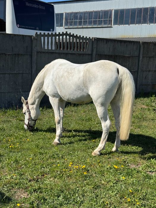 kobyłka, 15 lat, do sprzedaży