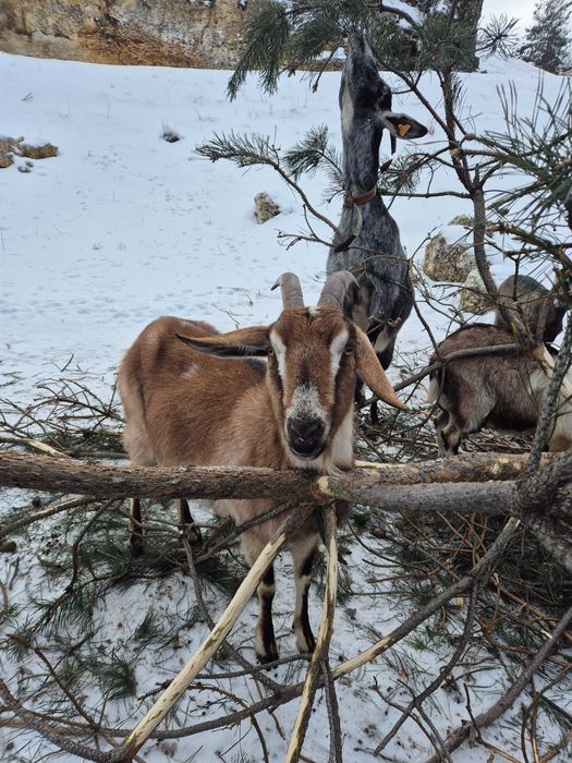 Sprzedam kozy Ryczów koło Ogrodzieńca