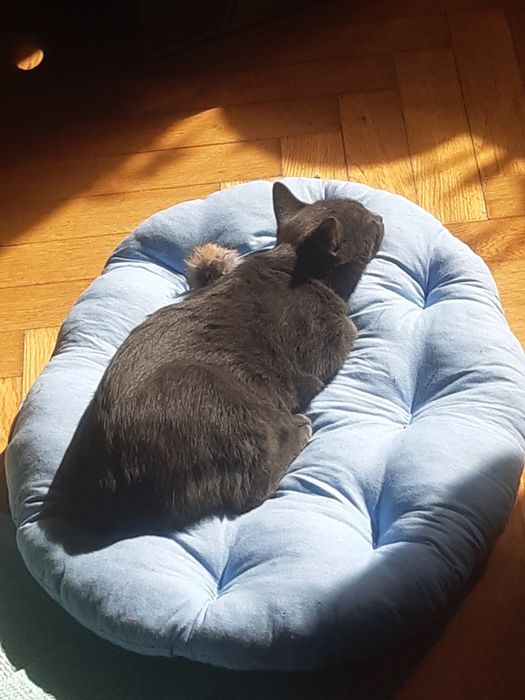 Серенький котенок