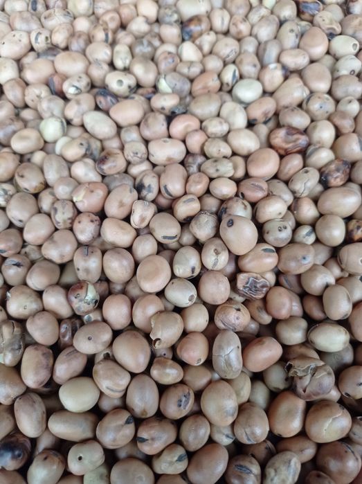 Bobik 2 tony czyszczony