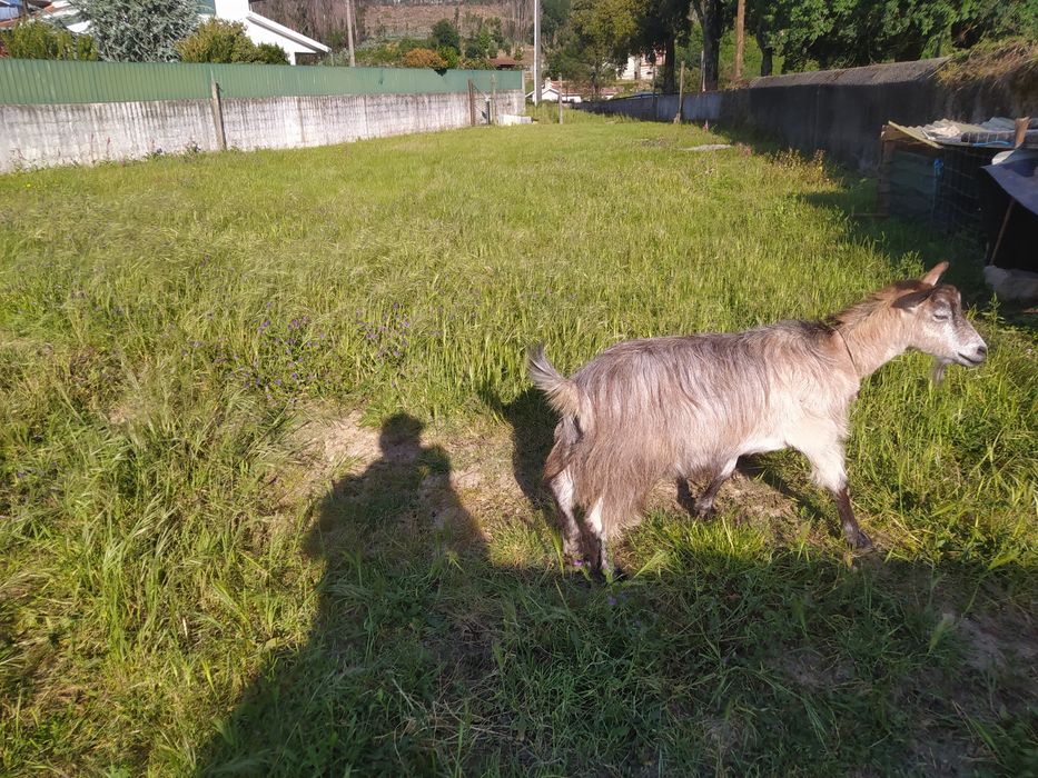 Vendo cabra possivelmente cheia
