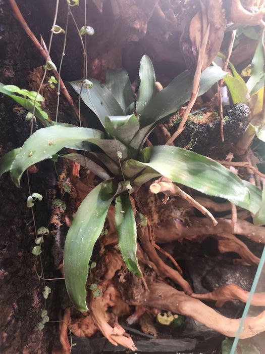 Vriesea roślina do terrarium
