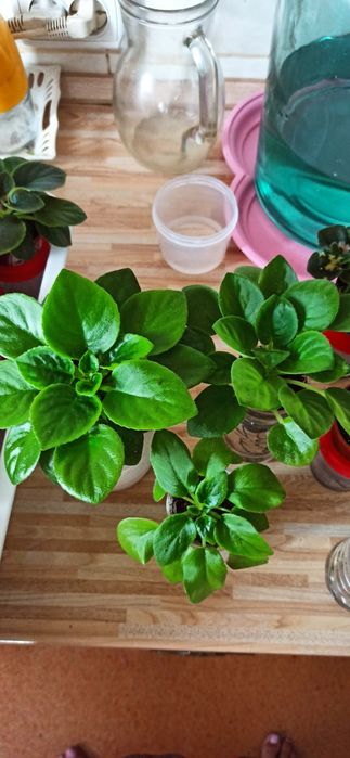 Сенполии , фиалки