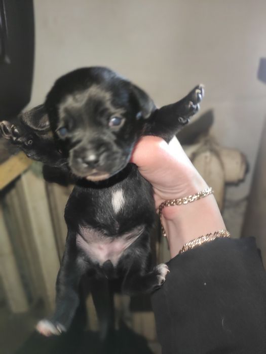 Щенки маленькой собачки