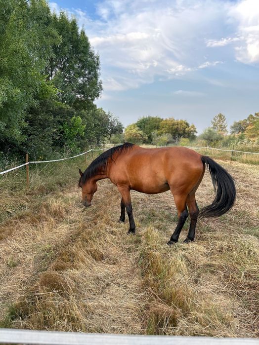 Cavalo lusitano