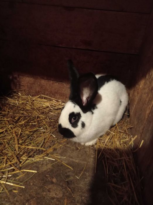 Srokacze niemieckie samice i samce