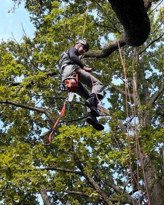 Обрізка, догляд та видалення аварійних дерев