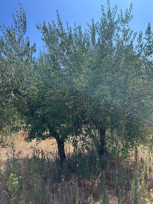 7 oliveiras adultas e produtivas