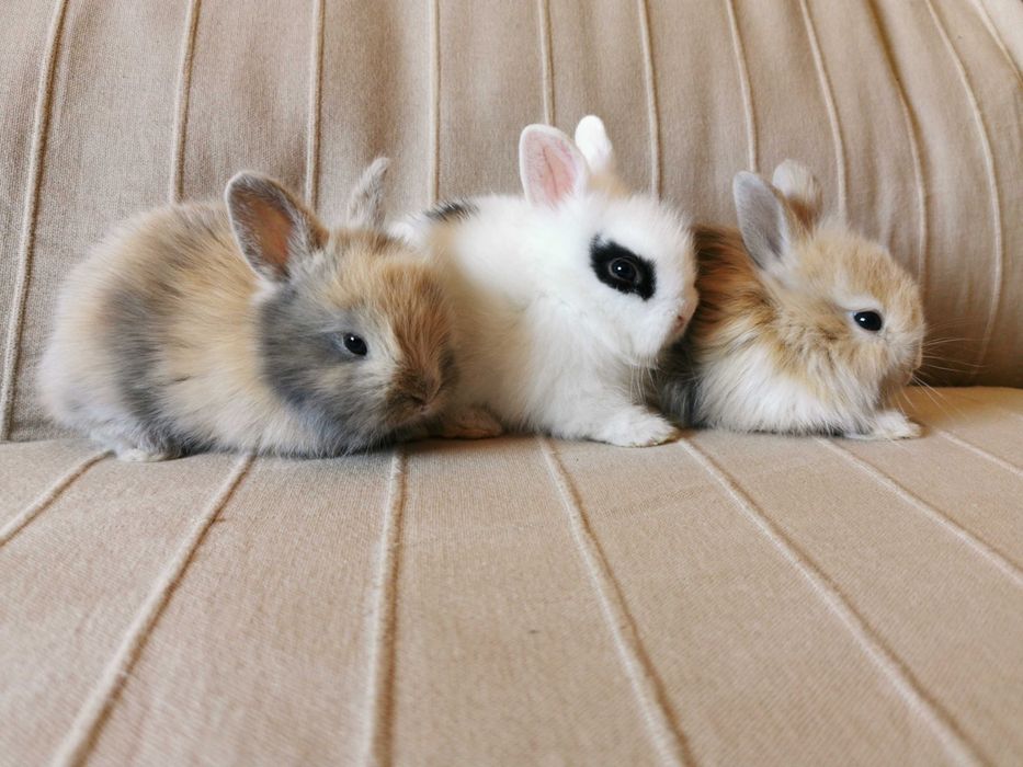 Coelhos anões bebés + gaiola nova + alimentação adequada