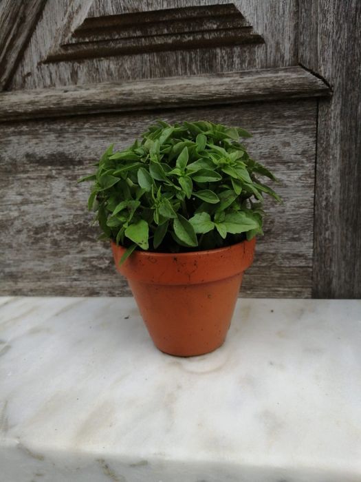 Manjericos Vaso Barro