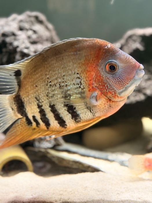 Pielęgnica Severum  red 12 szt