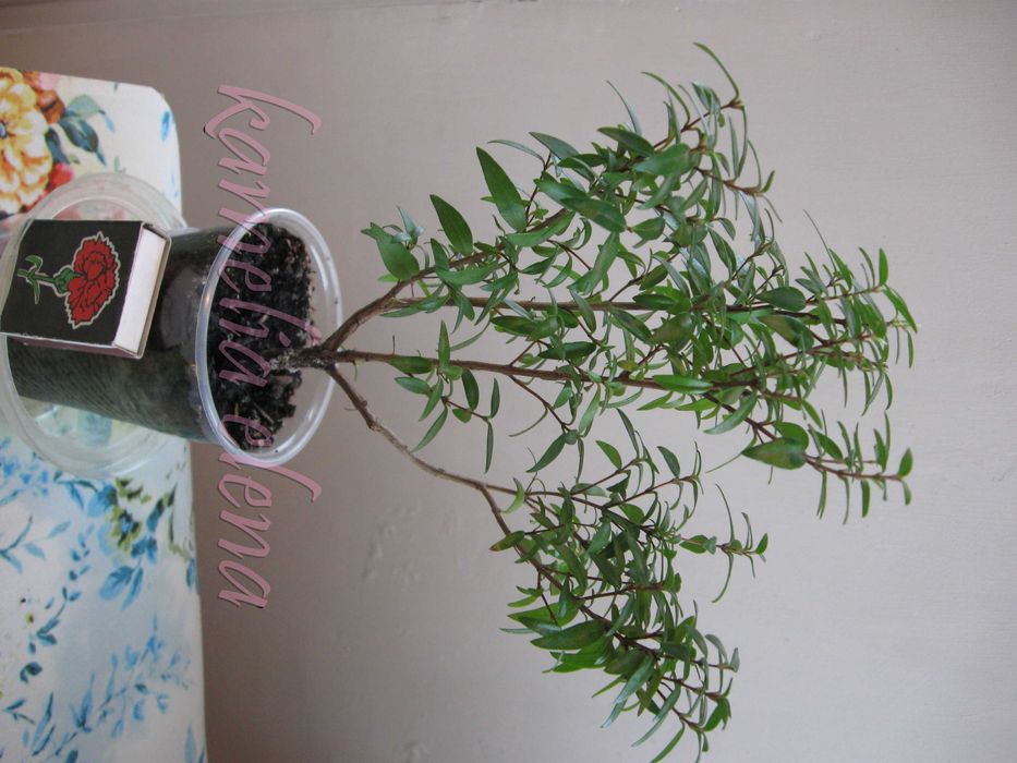 Мирт очищает воздух.