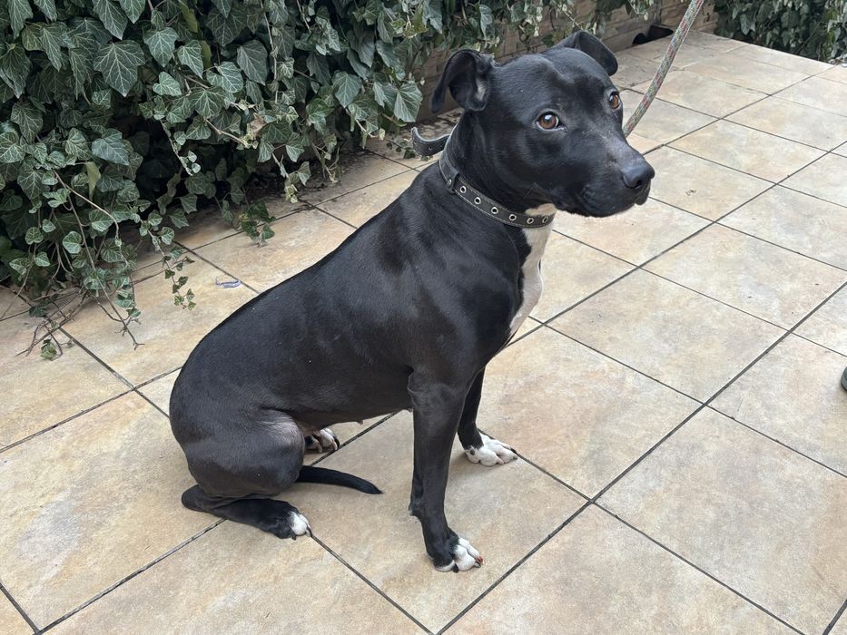 Отдаём молодую сучку Питбуля