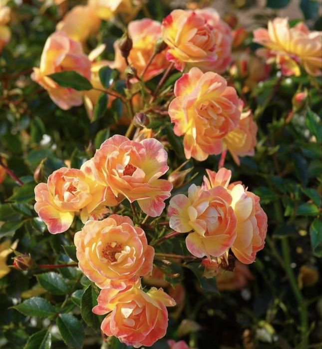 Róża Bienenweide Fruiti – Miododajna, okrywowa, ZDROWA!