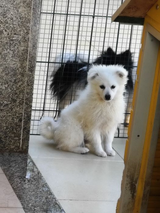 Spitz alemão menino