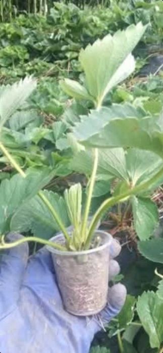 Продам саджанці полуниці Азія