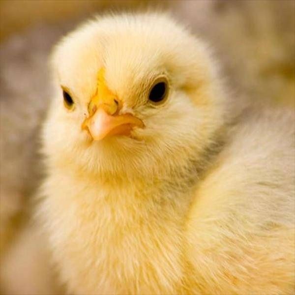 Бройлер 2 недели