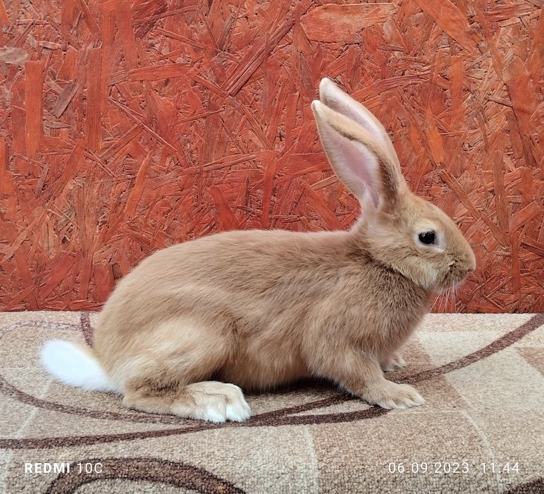 Кролики бургундці