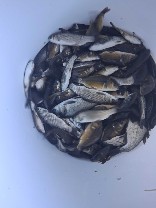 Ryby do wiosennych zarybień