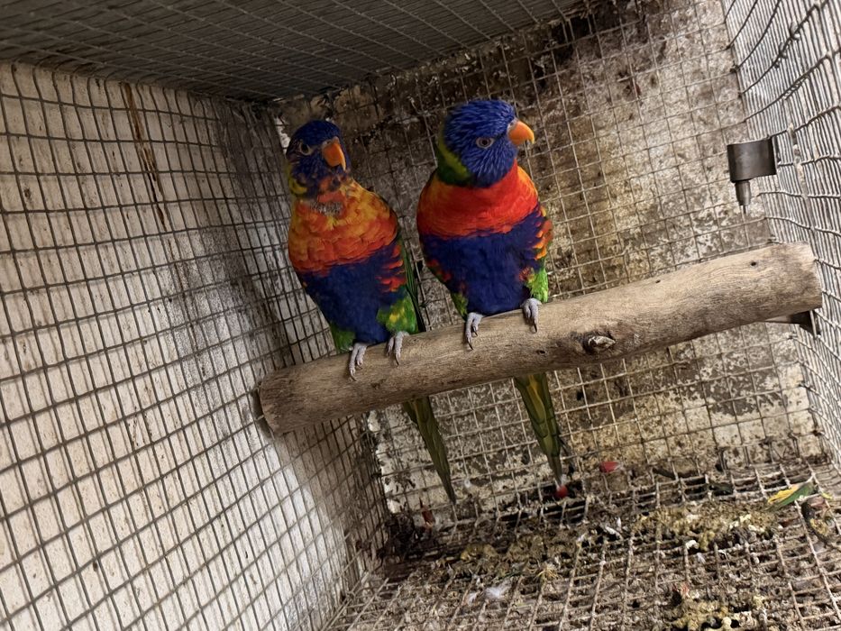 Casal loris muluculano